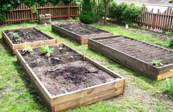 Jak poprawić glebę gliny w ogrodzie bez dużych inwestycji finansowych. Moje doświadczenie