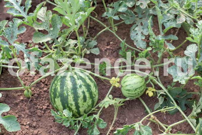 Pięć Secrets do melonów pomóc w rozwijaniu