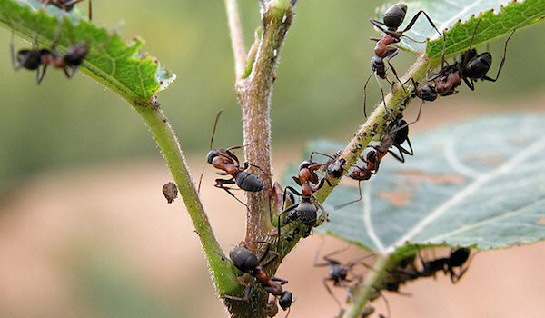 Pozbycie mrówek wykorzystujących amoniak